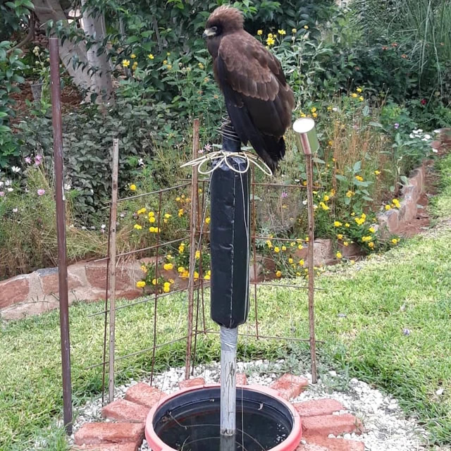 Eagle recharging energies on a Natural Harmony Station 2.0 as it energises land and garden